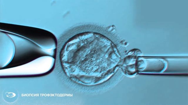 Как создается эмбрион // Клиника 