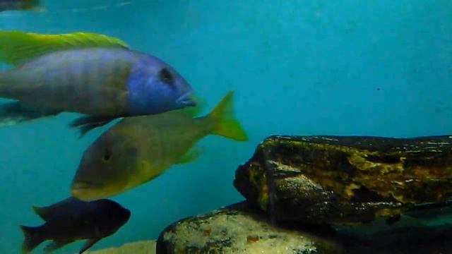 Tyrannochromis nigriventer South wild смотреть онлайн