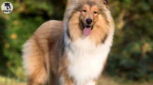 ✔ Шелти, 5 причин завести эту породу. Кому не следует заводить шелти