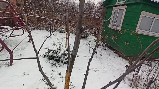 Как правильно выполнить обрезку на сучек, клык. Один из приемов в современной обрезки .ИМХО. смотреть онлайн