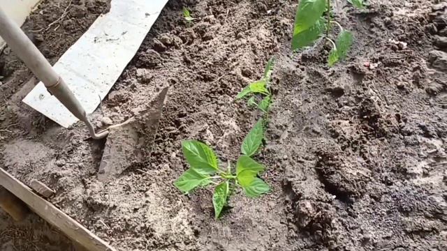 Высадка рассады перца в теплицу. Деревня около Гомеля. смотреть онлайн
