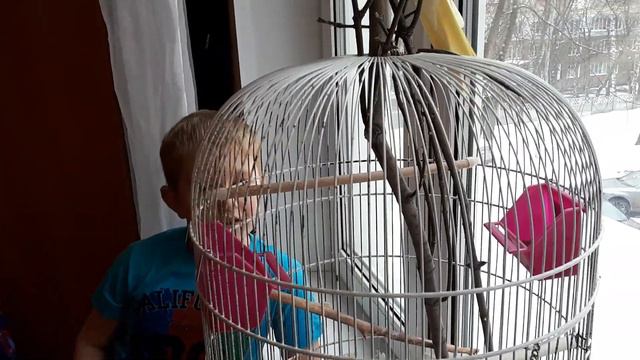 ЗНАКОМЬТЕСЬ, НАШИ ПОПУГАЙЧИКИ! КЕША И РАДА смотреть онлайн