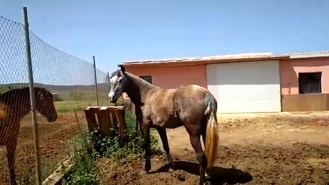 Масть: серая смотреть онлайн