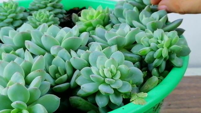 echeveria derenbergii x cante cuidados donsuculento смотреть онлайн