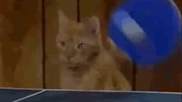 Ultimate Cat Ping Pong смотреть онлайн