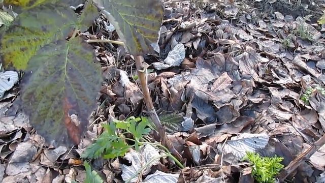 Обрезка ремонтантной малины на зиму смотреть онлайн