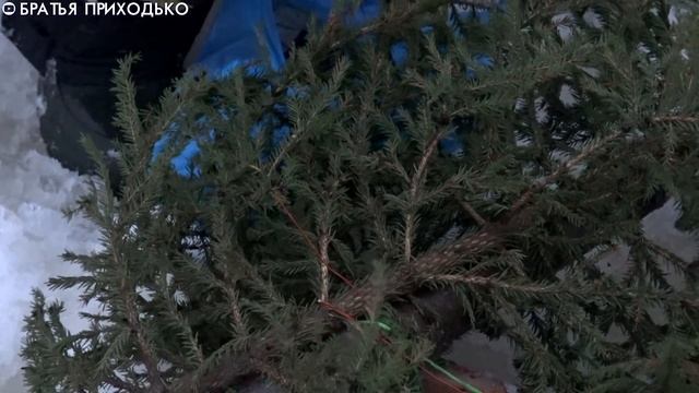 КАК ДЕДЫ ЛОВИЛИ РЫБУ В СТАРИНУ БЕЗ ПРИКОРМКИ / УСТАНОВКА ВЕНИКОВ смотреть онлайн