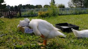 Жизнь в деревне  Как гусь чистит перышки под музыку. Забавные животные.