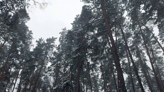 КРАСИВЫЙ ЗИМНИЙ ЛЕС, ХОККЕЙНОЕ ПОЛЕ НА ОЗЕРЕ. смотреть онлайн