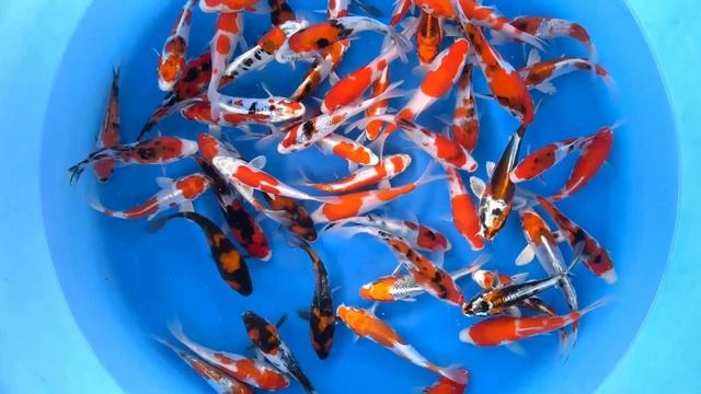 SKZM 02 Tosai Mix 14-16 cm (Sample) смотреть онлайн