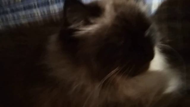 Спокойного сладкого сна! смотреть онлайн