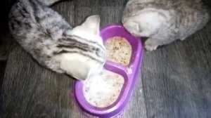 Чем кормить котенка 2 месяца ？ гречневая каша для котят