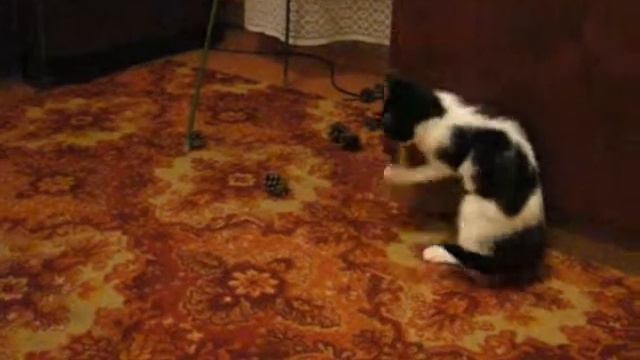 кошка играет с арбузной коркой cat plays watermelon смотреть онлайн