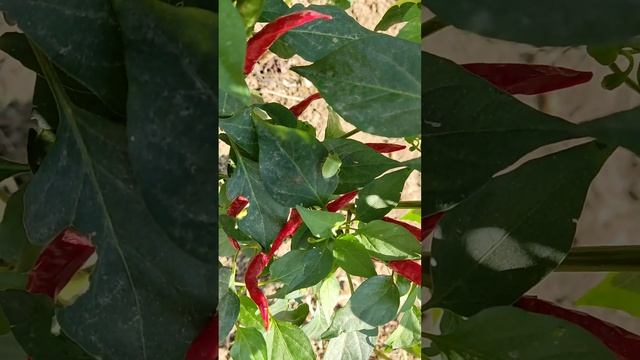 Атаковали огород клопы вонючки. смотреть онлайн