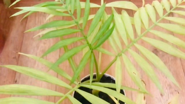 Комнатные ЦВЕТЫ?? Обзор. Цветение Эпифиллума и Антуриума, драцены, Хамедорея болеет. смотреть онлайн