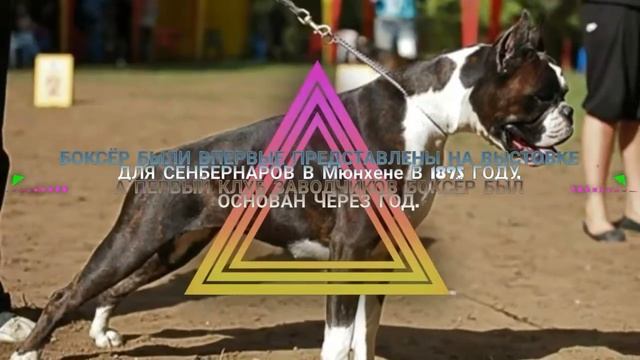Как произошла порода боксёр? смотреть онлайн