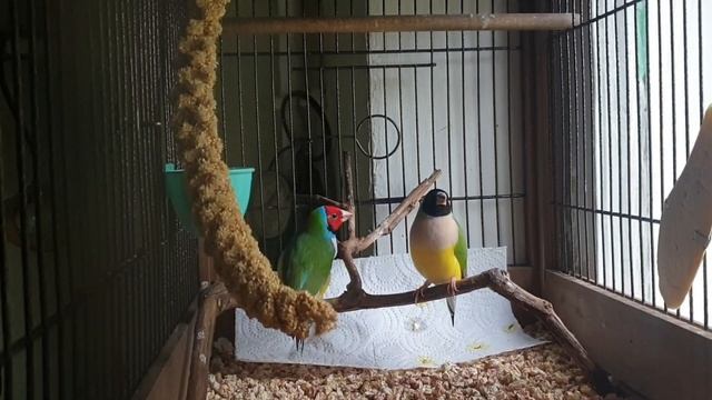 Амадины гульда Finches Gould. Красочное пополнение в семье смотреть онлайн