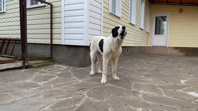 РАКША 6.5 мес, охраняет... смотреть онлайн