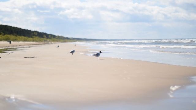 Прогулка по Юрмале, встретили морского котика. смотреть онлайн