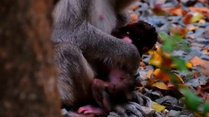 Wow! Fantastic monkey!! Adorable mom macaque has twin baby @adorablewildpark