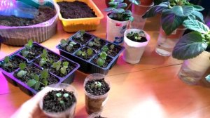 Почему не растёт рассада земляники из семян?