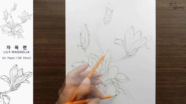 Flower Drawing Lily Magnolia | 자목련 연필 스케치와 전사과정 | 꽃그림 배우기 смотреть онлайн