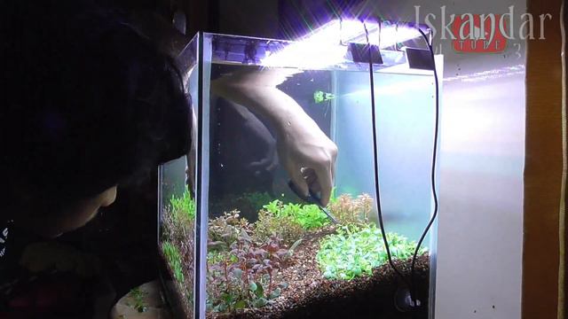Begini caranya agar aquascape nya bagus#aquascapindonesia смотреть онлайн
