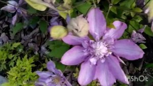 Клематис Протеус Proteus