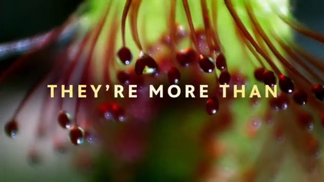 The Green Planet PREVIEW смотреть онлайн