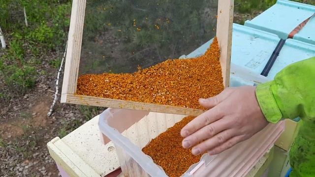 Сбор цветочной пыльцы смотреть онлайн