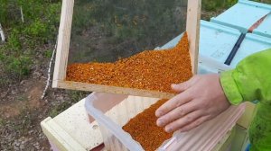 Сбор цветочной пыльцы