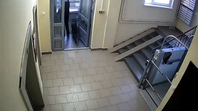 Леопард на поводке смотреть онлайн