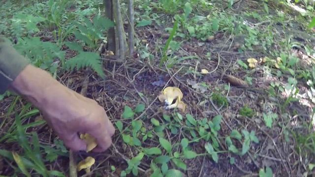 Белые ГРИБЫ, вот так фартануло  Июль2021