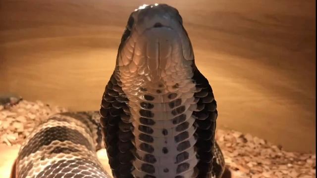 HOW TO: Keeping & Breeding the False Water Cobra! A Beginners Guide to FWC Breeding and Housing смотреть онлайн
