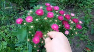 Очаровательные астры серии Бамбино и Хризантелла.