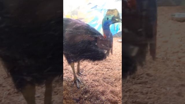 Шлемоносный казуар – масса птицы 80 кг, высота 1,5 метра, когти 12 см