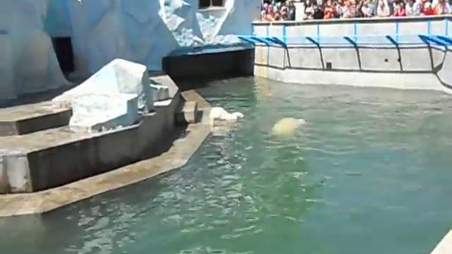 Шилка и Герда Новосибирский зоопарк 20.08.2014г. смотреть онлайн