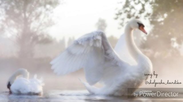 Шолпан Шоханкызы (Sholpan Shokhankyzy) - Любовь уставших лебедей (Димаш Кудайберген cover) смотреть онлайн