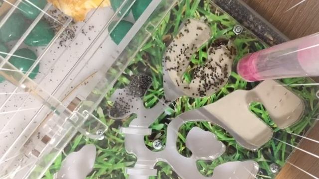УТРО МУРАВЬЁВ смотреть онлайн