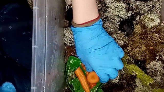 Первая улитка/уход за улитками/влог/обычный вечер #улитки #уходзаулитками #популярный смотреть онлайн