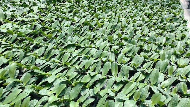 Taiwan Orchid , Taiwan Phalaenopsis, Taiwan Orquideas Phalaenopsis. Phalaenopsis seedlings for sale смотреть онлайн