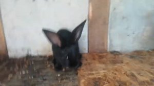 Кролики породы строкач, купил кроликов породы строкач