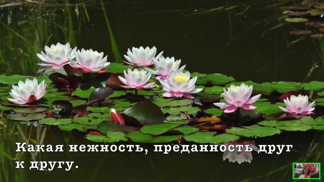 ЛЕБЕДИНАЯ ВЕРНОСТЬ смотреть онлайн