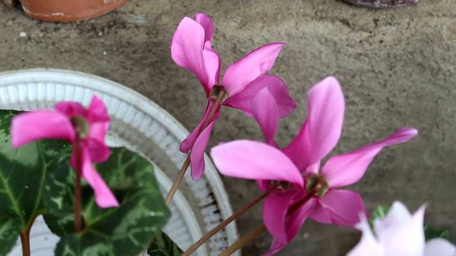 Наши цикламены смотреть онлайн