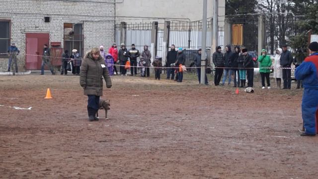 Большой русский ринг г.Рыбинск 4.04.15 00657 смотреть онлайн