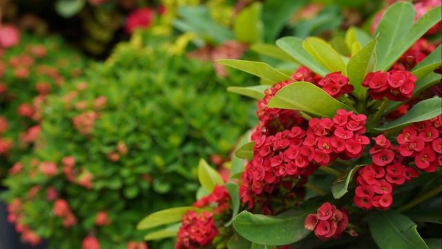 14 Stunning Succulents with Red Flowers смотреть онлайн