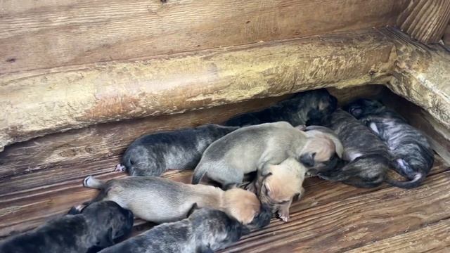 Frankie-Bomp x Komodo pups at 11 days old смотреть онлайн