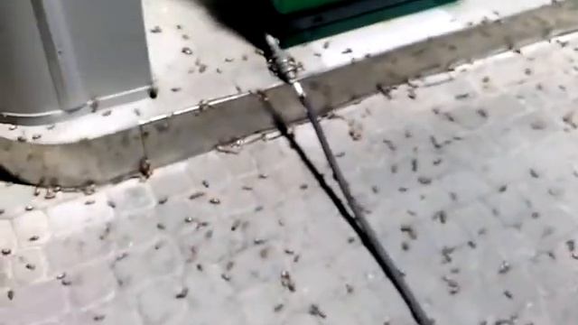 Трасса Киев-Житомир. Хрущи прилетели смотреть онлайн