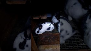 Ямное содержание кроликов