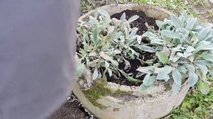 ГЕЛИХРИСУМ (HELICHRYSUM), ТРИ СПОСОБА ЗИМОВКИ. ЭКСПЕРИМЕНТ.